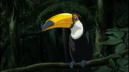 Toucan