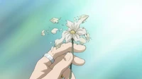 Fleur cueillie par Loki qui se fane