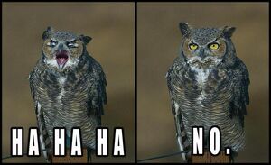 Hahaha No Owl.jpg