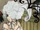 Altaria Nuage