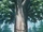 Sacred Tree