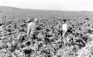 Farm Hands working on a plantation