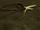 Node: Ashen Tree Root