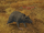 Enemy: Giant Carrier Rat