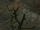 Node: Bright Eye Weed