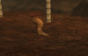 Duneworm sighting