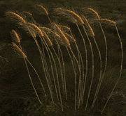 Grain