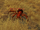 Enemy: Red Ant Warrior