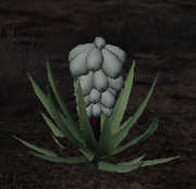 Legume