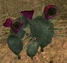 Node: Burning Cactus | Fallen Earth Wiki | Fandom