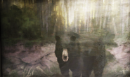 Black bear (Fallout 76)