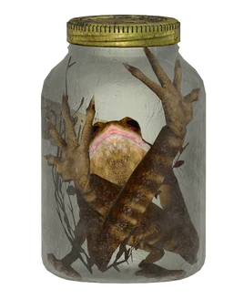 Frog jar