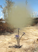 The radioactive cloud ejected from the plant