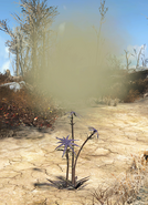 FO4 Thistle plant (exploding)