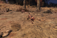 FO76 Squirrels 2.png (2.59 MB) Some squirrel friends