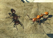 FO4 Overgrown Forager Ant.jpg