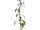 White horsenettle plant