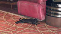 Walter relaxing