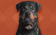 FO4 CC - Rottweiler.png (223 kB) Rottweiler