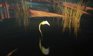 An angler hiding underwater