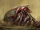 Hermit crab