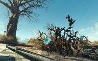 FO4NW External 10