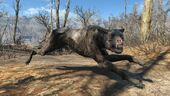 FO4 Vicious mongrel