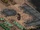 FO2 Yellow Dog.png