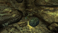 Mantis eggs at Vault 22