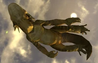 从下面看一只正在游泳的金蜥蜴