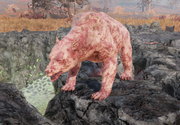 Fo76 Scorched yao guai.png