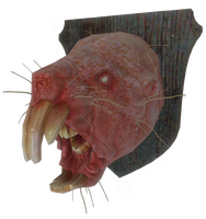 A mounted mole rat head