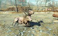 FO4NW Exterior 108