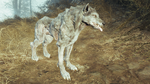 Fo4FH grey wolf