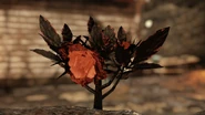 Ash rose flower.png (5.99 MB)