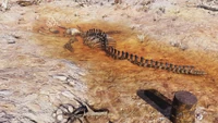FO76 Whale skeleton 202211.png (3.65 MB) Buried in the dried lakebed within the Toxic Valley