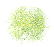 FONVRadioactiveTumbleweed.png