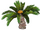 Sago palm tree