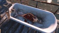 A small dolphish on the dock in front of Hester's Consumer Robotics