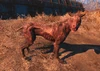 FO4 Wounded Dog