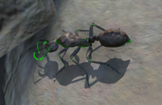FO76 small glowing ant.png