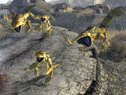 Four golden geckos in full attack.
