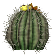 Barrel cactus