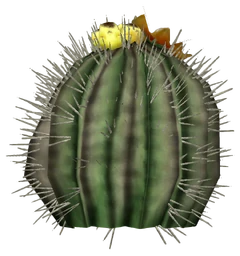 Barrel cactus plant