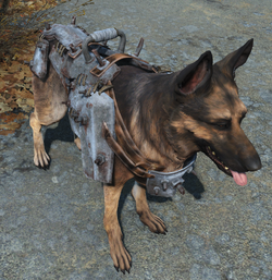 Heavy Dog Armor Fallout Wiki Fandom Finding the fallout 4 dog armor is not really that difficult but he heavy variant of the armor is known to be dropped by attack dogs. heavy dog armor fallout wiki fandom