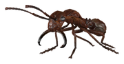 Small soldier ant.png