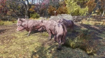 FO76WA Aaronholt homestead (pack of abandoned Brahmin).png (4,28 МБ) Брамины в квесте «Событие: „Свободный выгул“»