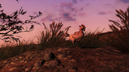 FO76 Creatures chicken 1