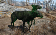 FO4FH devolved radstag doe.jpg