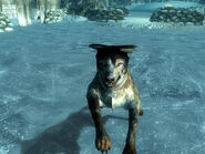 Guard dog at the ice camp in the Anchorage Reclamation simulation